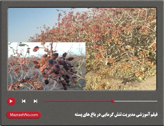 فیلم آموزشی مدیریت تنش گرمایی در باغ های پسته