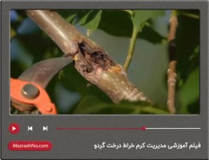 فیلم آموزشی مدیریت کرم خراط درخت گردو