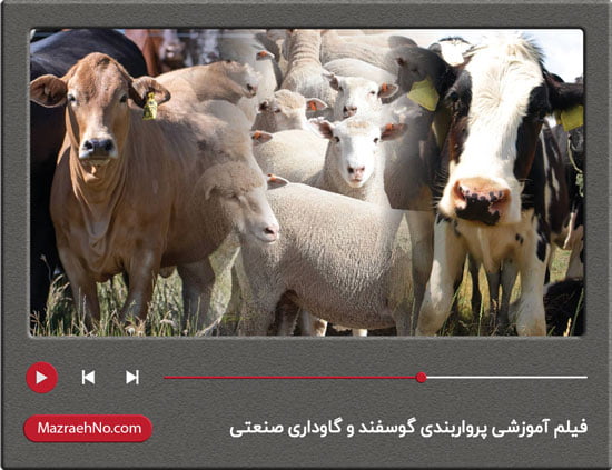 فیلم آموزشی پرواربندی گوسفند و گاوداری صنعتی
