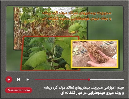 فیلم آموزشی مدیریت بیماریهای نماتد مولد گره ریشه و بوته میری فیتوفترایی در خیار گلخانه ای