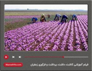 فیلم آموزشی کاشت، داشت، برداشت و فرآوری زعفران
