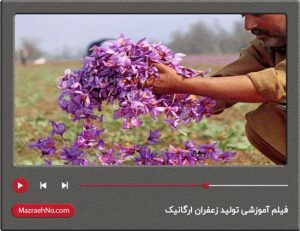 فیلم آموزشی تولید زعفران ارگانیک