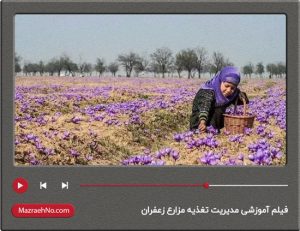 فیلم آموزشی مدیریت تغذیه مزارع زعفران