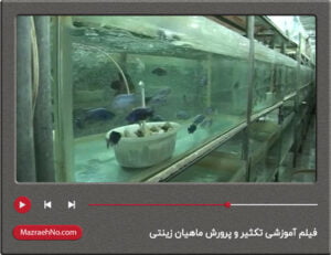 فیلم آموزشی تکثیر و پرورش ماهیان زینتی