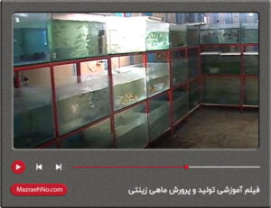 فیلم آموزشی تولید و پرورش ماهی زینتی