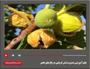 فیلم آموزشی مدیریت تنش گرمایی در باغ های انجیر