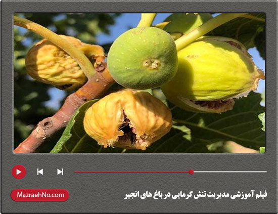 فیلم آموزشی مدیریت تنش گرمایی در باغ های انجیر