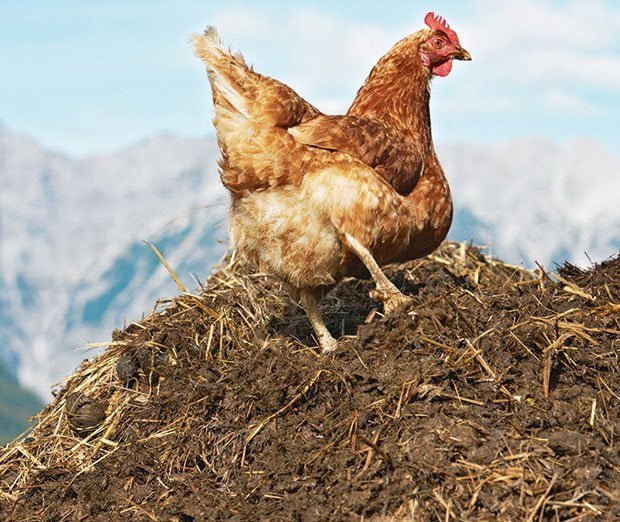 چگونه کود مرغی یا فضولات طیور را سالم سازی کنیم؟