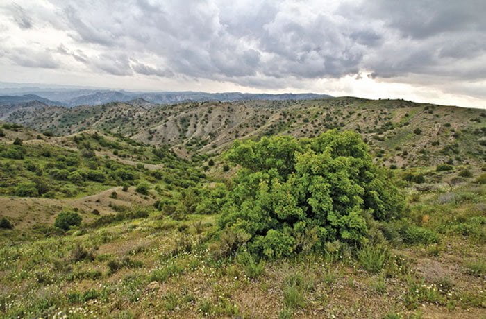 جنگل های ایران