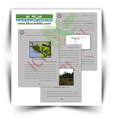 کتاب تربیت و هرس تاک های کیوی فروت
