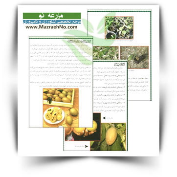 کتاب پرورش چیکو
