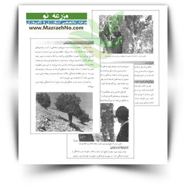 کتاب روش های درست تیغ زدن و برداشت شیره سقز
