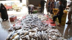 اصول بازاریابی محصولات شیلاتی