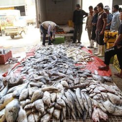 اصول بازاریابی محصولات شیلاتی