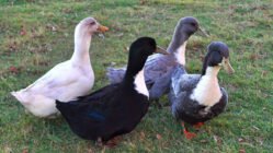 مزایا و معایب پرورش اردک خانگی