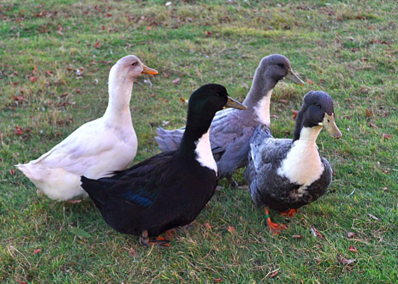 مزایا و معایب پرورش اردک خانگی