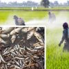 اثرات آلایندگی سموم کشاورزی به عنوان تهدید جدی بر سلامت آبزیان