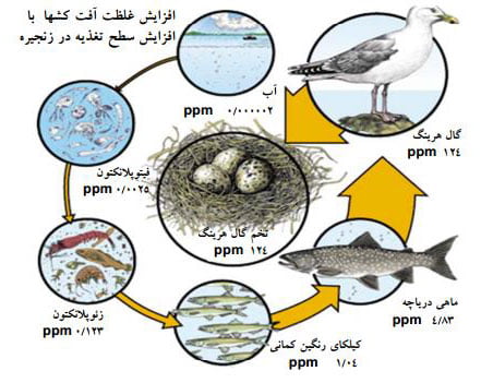 افزایش غلظت آفت کش ها در زنجیره های غذایی