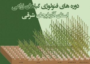 دوره های فنولوژی گیاهان زراعی استان آذربایجان شرقی