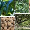 عملیات مورد نیاز باغ گردو در فصول مختلف سال