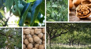عملیات مورد نیاز باغ گردو در فصول مختلف سال