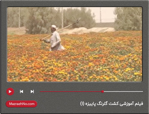 فیلم آموزشی کشت گلرنگ پاییزه (1)