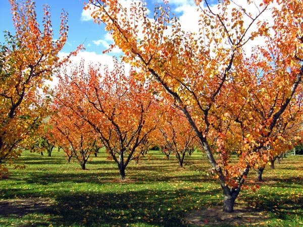 عملیات مورد نیاز باغ سیب در فصل پاییز