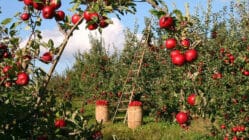 عملیات مورد نیاز باغ سیب در فصول مختلف سال