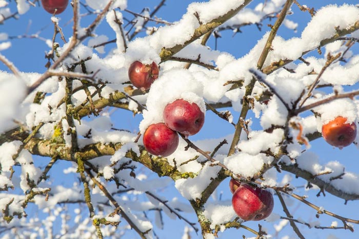 عملیات مورد نیاز باغ سیب در فصل زمستان