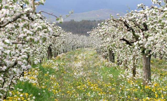 عملیات مورد نیاز باغ سیب در فصل بهار و تابستان