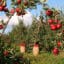عملیات مورد نیاز باغ سیب در فصول مختلف سال