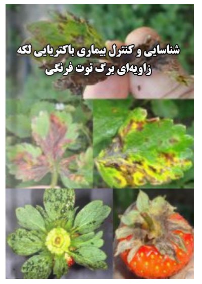 کتاب شناسایی و کنترل بیماری باکتریایی لکه زاویهای برگ توت فرنگی
