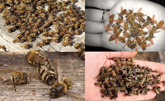 علائم مسمومیت زنبورها