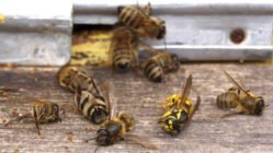 اثرات سمپاشی بر زنبوران عسل