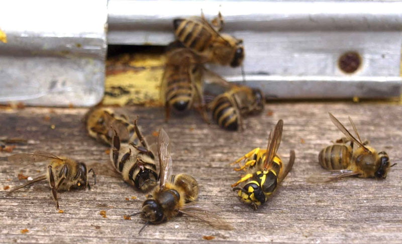 اثرات سمپاشی بر زنبوران عسل