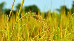 معرفی و دستورالعمل کشت برنج کیان