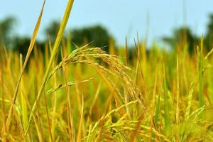 معرفی برنج رقم کیان و راهنمای کامل کاشت آن