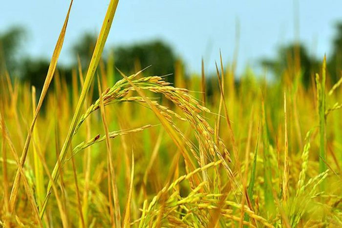 معرفی و دستورالعمل کشت برنج کیان
