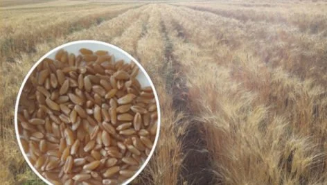 آشنایی با گندم دوروم رقم سپند و ویژگی های آن