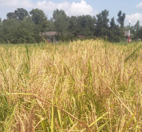 کشت برنج رقم گیلار در مزرعه کشاورزی