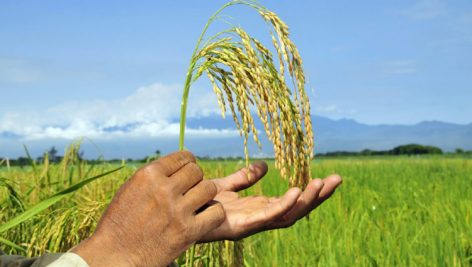 معرفی رقم جدید برنج رش + دستورالعمل کشت