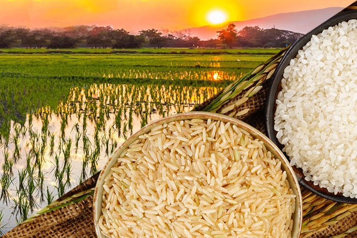 رقم جدید برنج رش