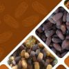 معرفی رقم خرمای مجول