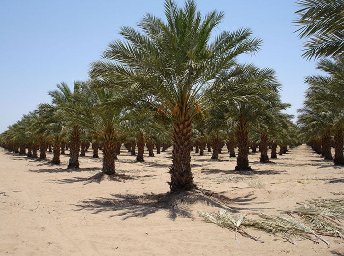 خرمای رقم مجول