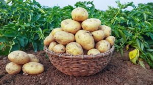آشنایی با سیب‌زمینی رقم تکتا و اصول کشت آن