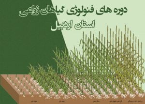 دوره های فنولوژی گیاهان زراعی استان اردبیل