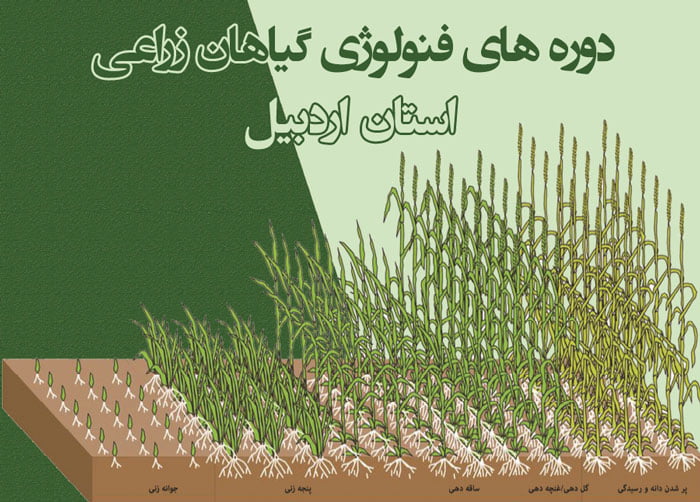 دوره های فنولوژی گیاهان زراعی استان اردبیل