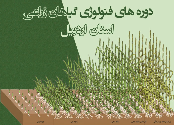 دوره های فنولوژی گیاهان زراعی استان اردبیل