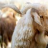 آشنایی با نژاد بز مرخز