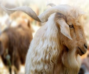 آشنایی با نژاد بز مرخز